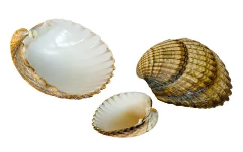 Sea shells Stockfoto's