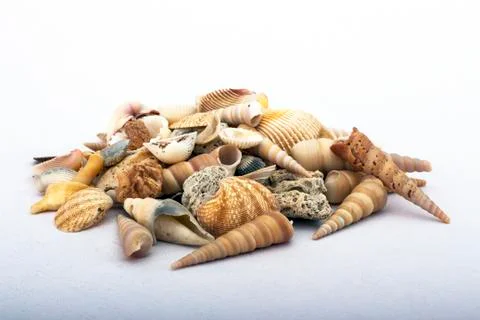 Sea shells Stockfoto's