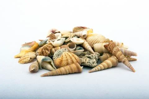Sea shells Stockfoto's