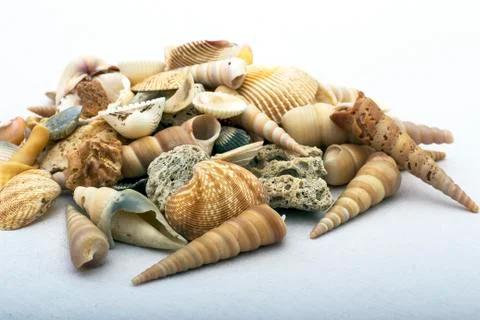 Sea shells Stock Photos