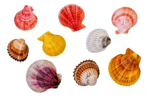 Sea Shells Stock Photos
