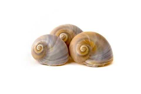 Sea shells Stock Photos