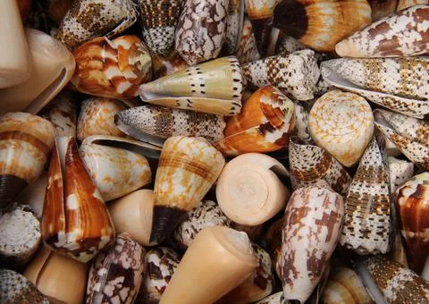 Sea Shells. Stock Photos