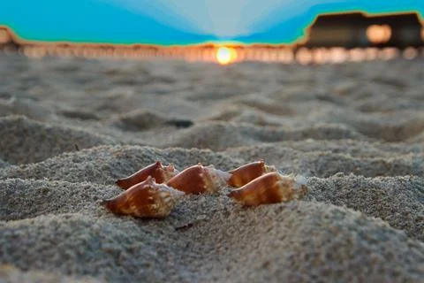 Sea Shells Stock Photos