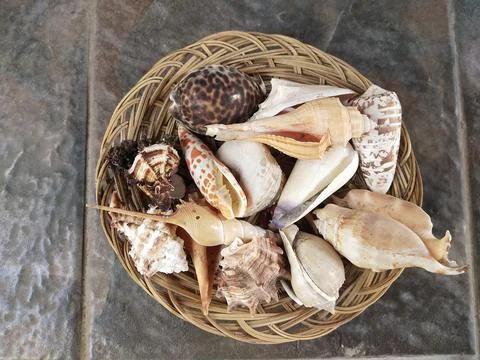 Sea shells Stock Photos