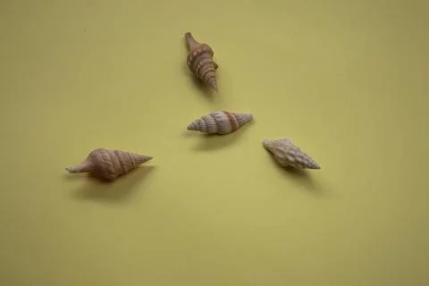 Sea shells Stock-Fotos