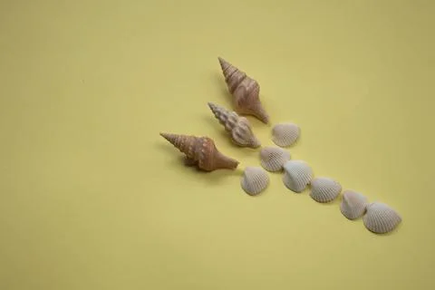 Sea shells Stock-Fotos