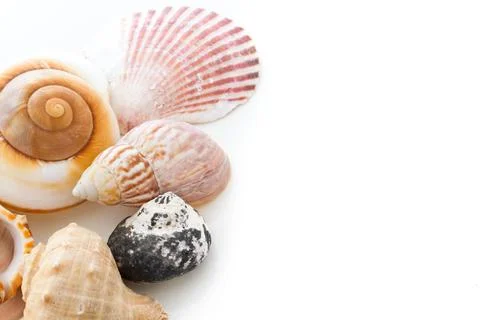 Sea shells Stock Photos