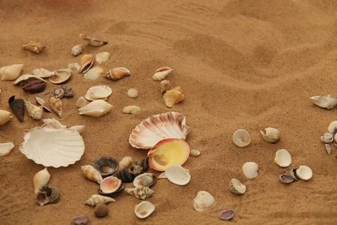 Sea Shells. Stock Photos