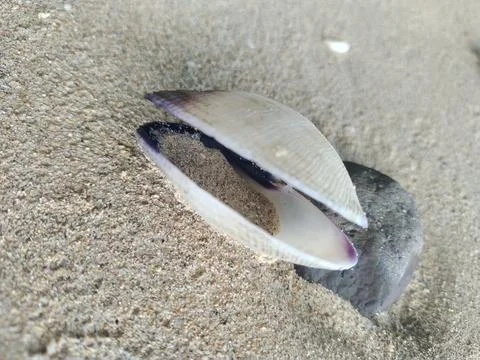 Sea ​​shells Stock Photos