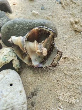 Sea ​​shells Stock Photos