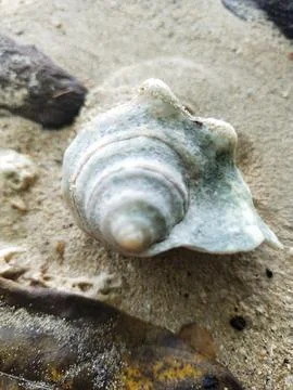 Sea ​​shells Stock Photos