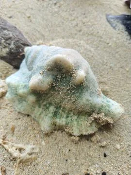 Sea ​​shells Stock Photos