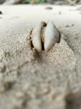 Sea ​​shells Stock Photos