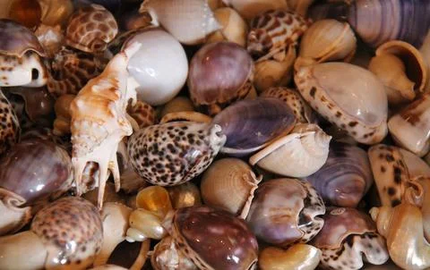 Sea Shells. Foto stock