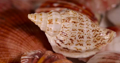 Sea shells in a pile close up, dumped together empty washed shells of snails and Stock Footage 314028161