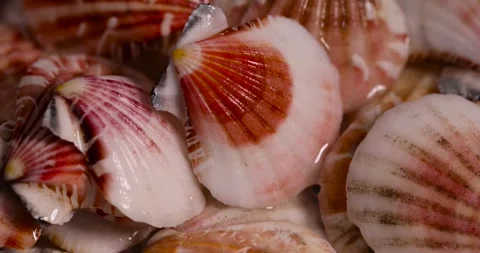 Sea shells in a pile closeup, empty washed shells of sea mollusks and other Stock Footage 313850638