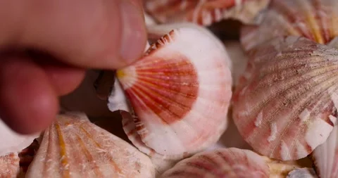 Sea shells in a pile closeup, empty washed shells of sea mollusks Stock Footage 314143533