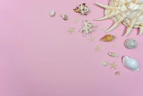 Sea shells on a pink background with starfish Stock Photos