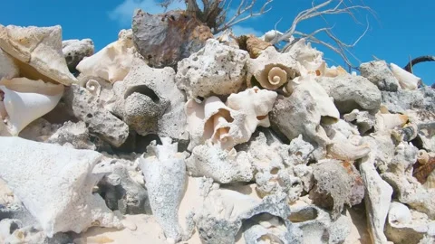 Sea shells Queen Conch at coral beach as background Stockbeeldmateriaal 164515362