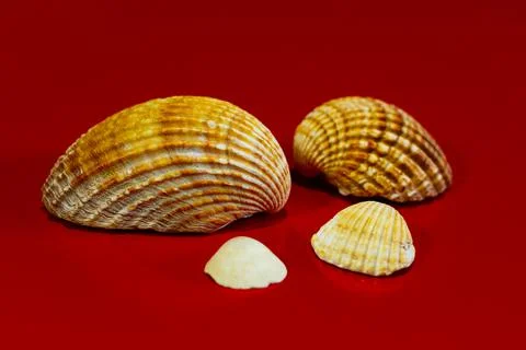 Sea shells on red background Stock Photos
