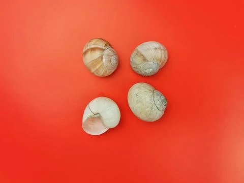 Sea shells on red background Stock Photos