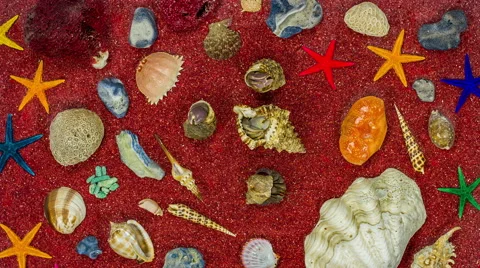Sea shells with red sand as background and live hermit crabs. Video stock 61638418