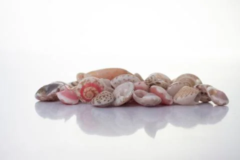 Sea shells with reflection on white Stock Photos