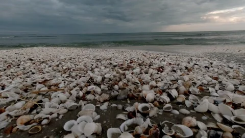Sea shells relaxation Video stock 274035177