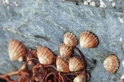 Sea ??shells on rock 스톡 사진