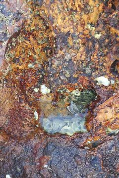 Sea shells on rocks Stock Photos