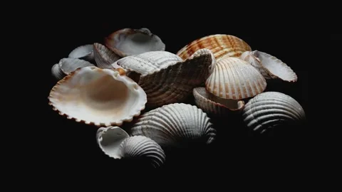 Sea Shells Rotating 360 Degrees on Black Background 스톡 동영상 334445702