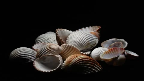 Sea Shells Rotating 360 Degrees on Black Background Stock-Footage 334445715