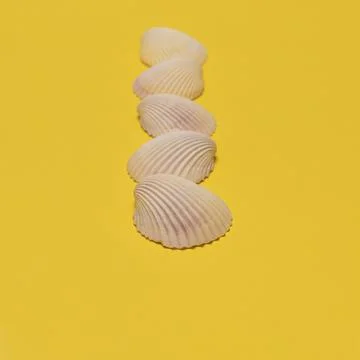 Sea shells in a row with the focus on the first on bright yellow background Stock Photos