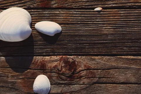 Sea Shells on rustic wood background Stockfoto's