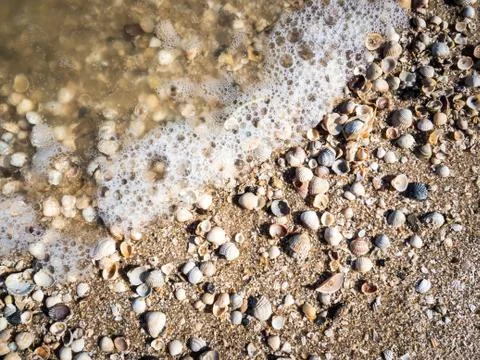 Sea shells, sand and rocks on the beach background Stock Photos