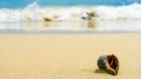 Sea shells with sand as background. Beach concept Stock Photos