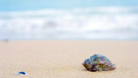 Sea shells with sand as background. Beach concept Stock Photos