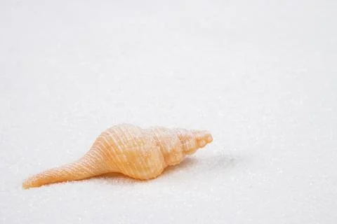 Sea shells with sand as background close up Foto stock