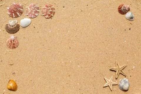 Sea shells with sand as background Stockfoto's