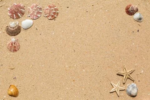 Sea shells with sand as background Stock Photos