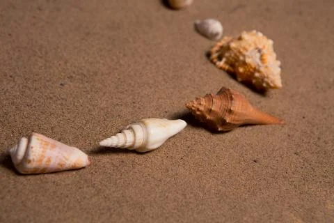 Sea shells with sand as background Stock Photos
