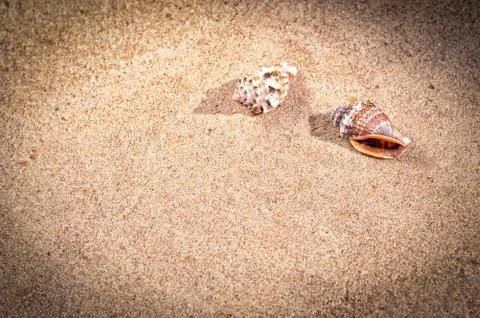 Sea shells with sand as background Stock Photos