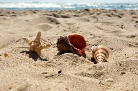 Sea shells with sand as background Stock Photos