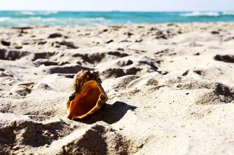 Sea shells with sand as background Stock Photos