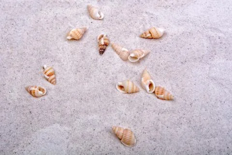 Sea shells on a sand background Stock Photos