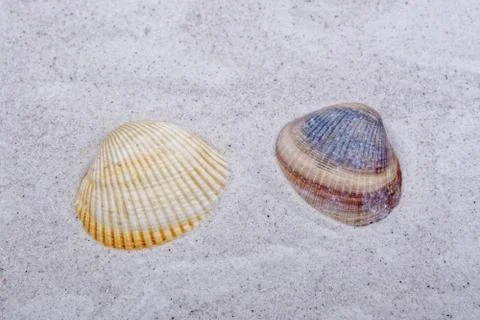 Sea shells on a sand background Stock Photos