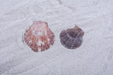 Sea shells on a sand background 스톡 사진