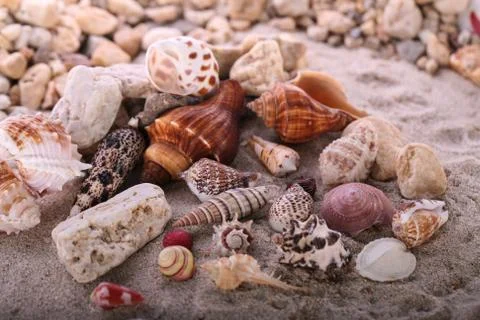 Sea shells with sand as background Stock Photos