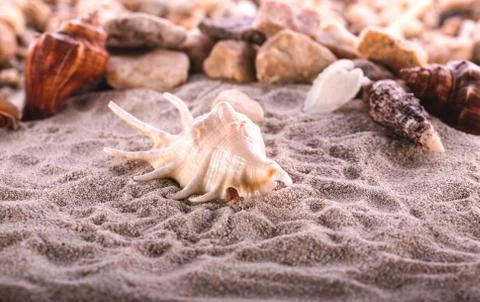Sea shells with sand as background Stock Photos